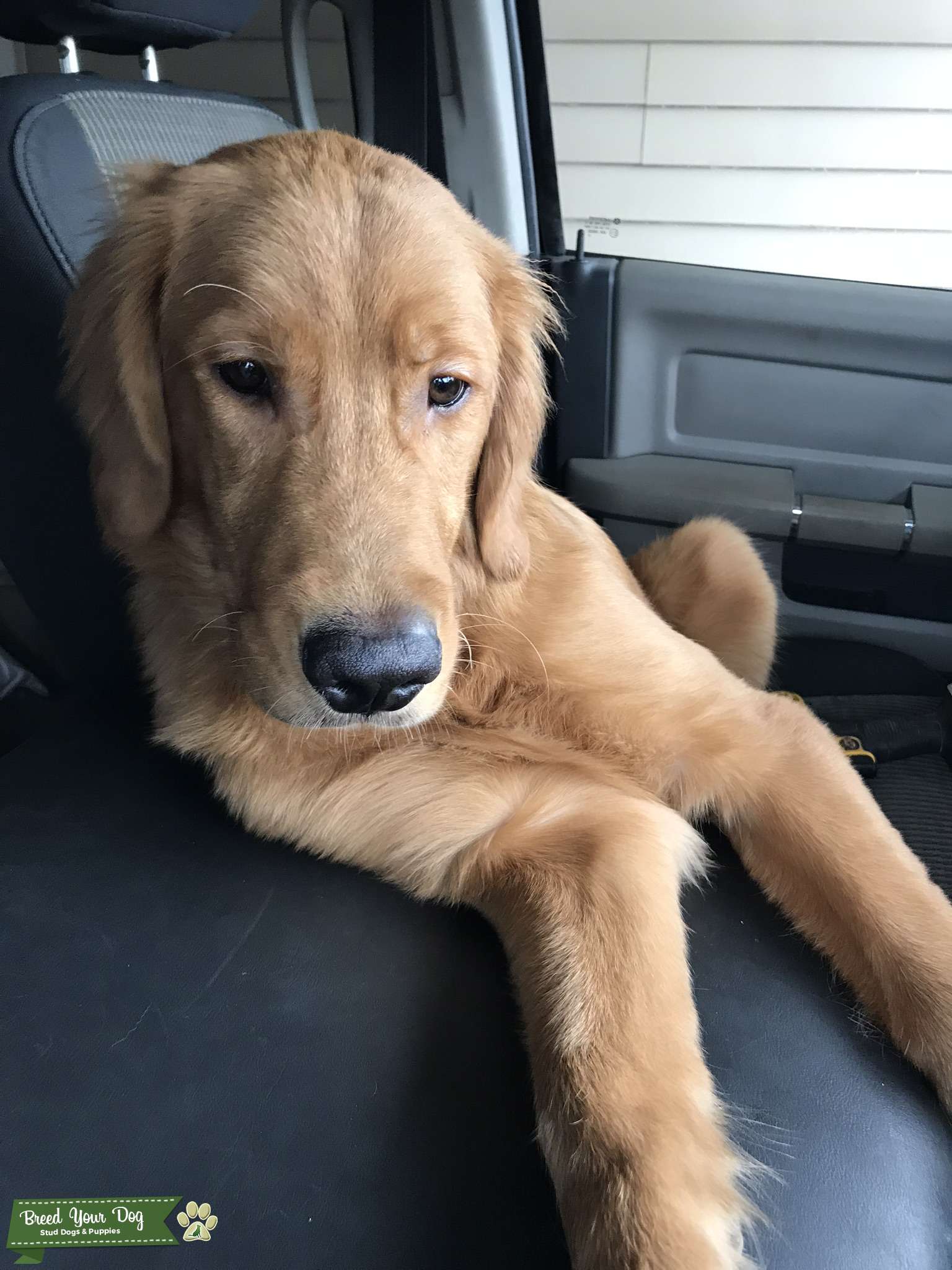 Stud Service Stud Dog in Western New York, the United States Breed