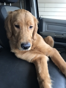 Stud Dog - Stud Service - Breed Your Dog