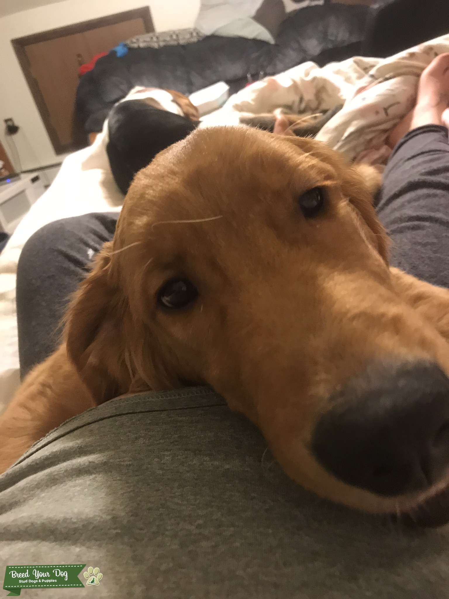 Stud Service Stud Dog in Western New York, the United States Breed