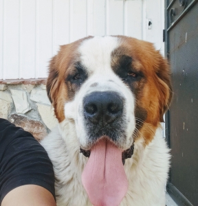 2 year old long haired spotted brown 120lb Listing Image