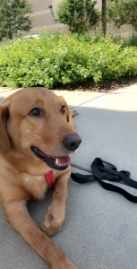 1/2 golden retriever 1/2 Labrador retriever Listing Image