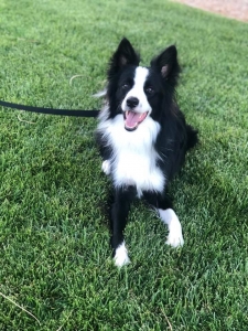 Gorgeous Male Border Collie Listing Image
