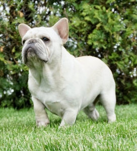 AKC CHAMPION SIRED  Listing Image