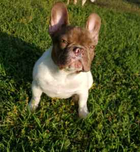chocolate french bulldog