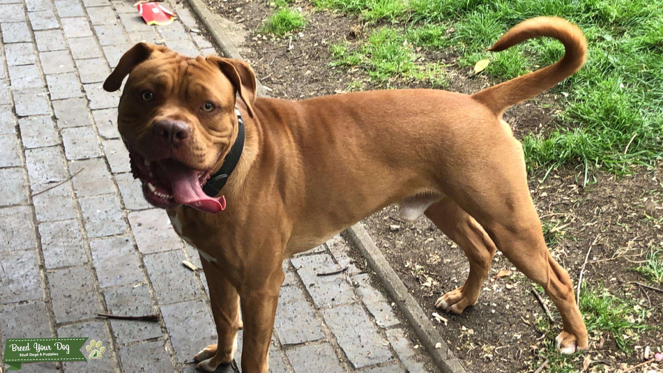 Hooch Stud Dog in London, the United States Breed Your Dog