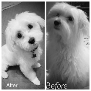 Pure breed Maltese  Listing Image