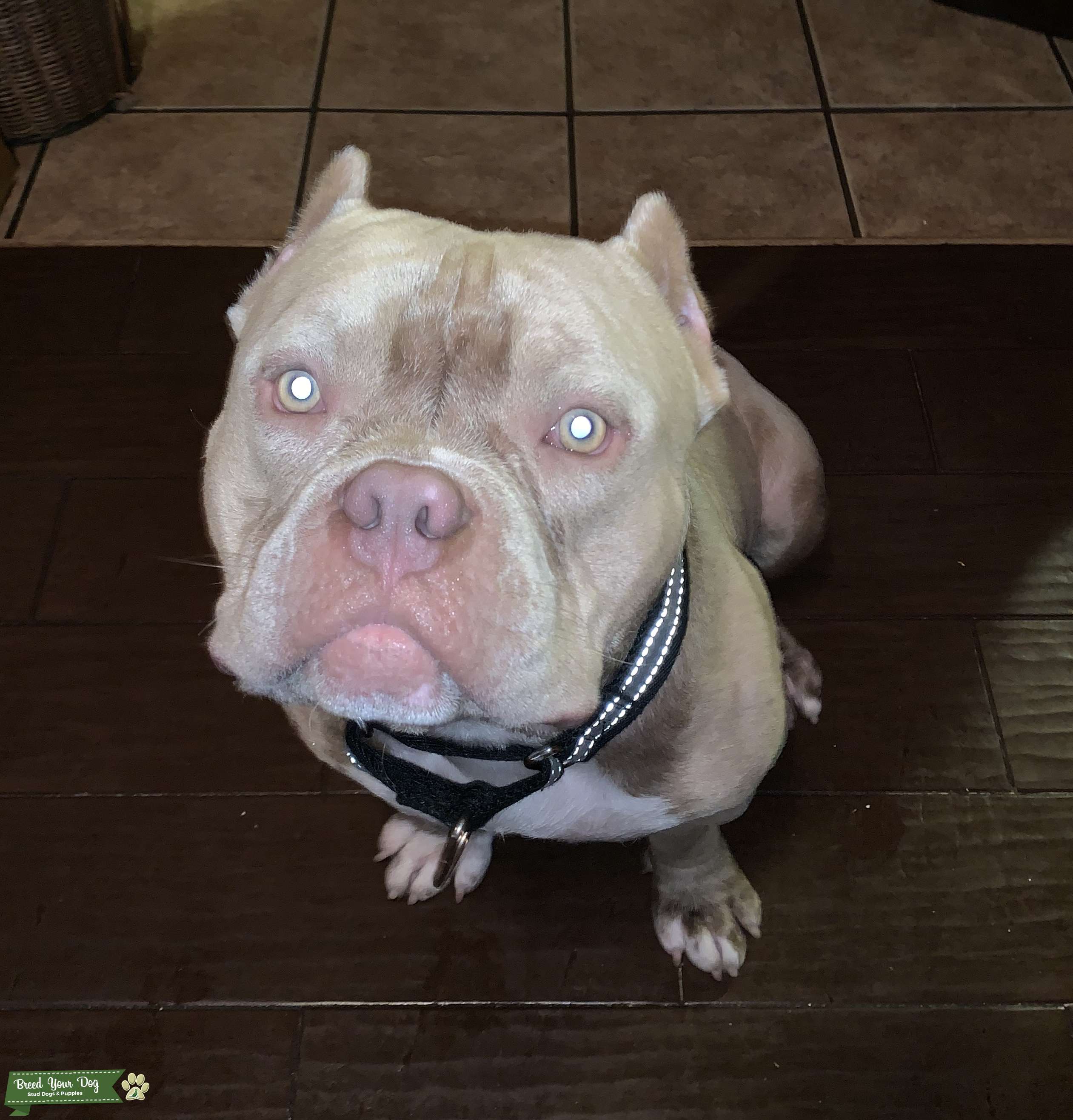 American Pocket Bulldog Stud Dog in FL, the United States Breed