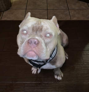American Pocket Bulldog Listing Image