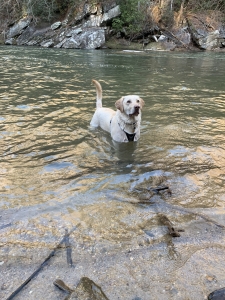 English Yellow Labrador Retriever  Listing Image