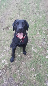 Amazing Beautiful Well Manared English AKC Labrador Retriever Listing Image