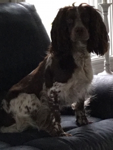 sprocker breeders south east