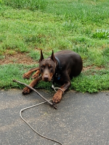 Red & Rust Doberman Pinscher  Listing Image