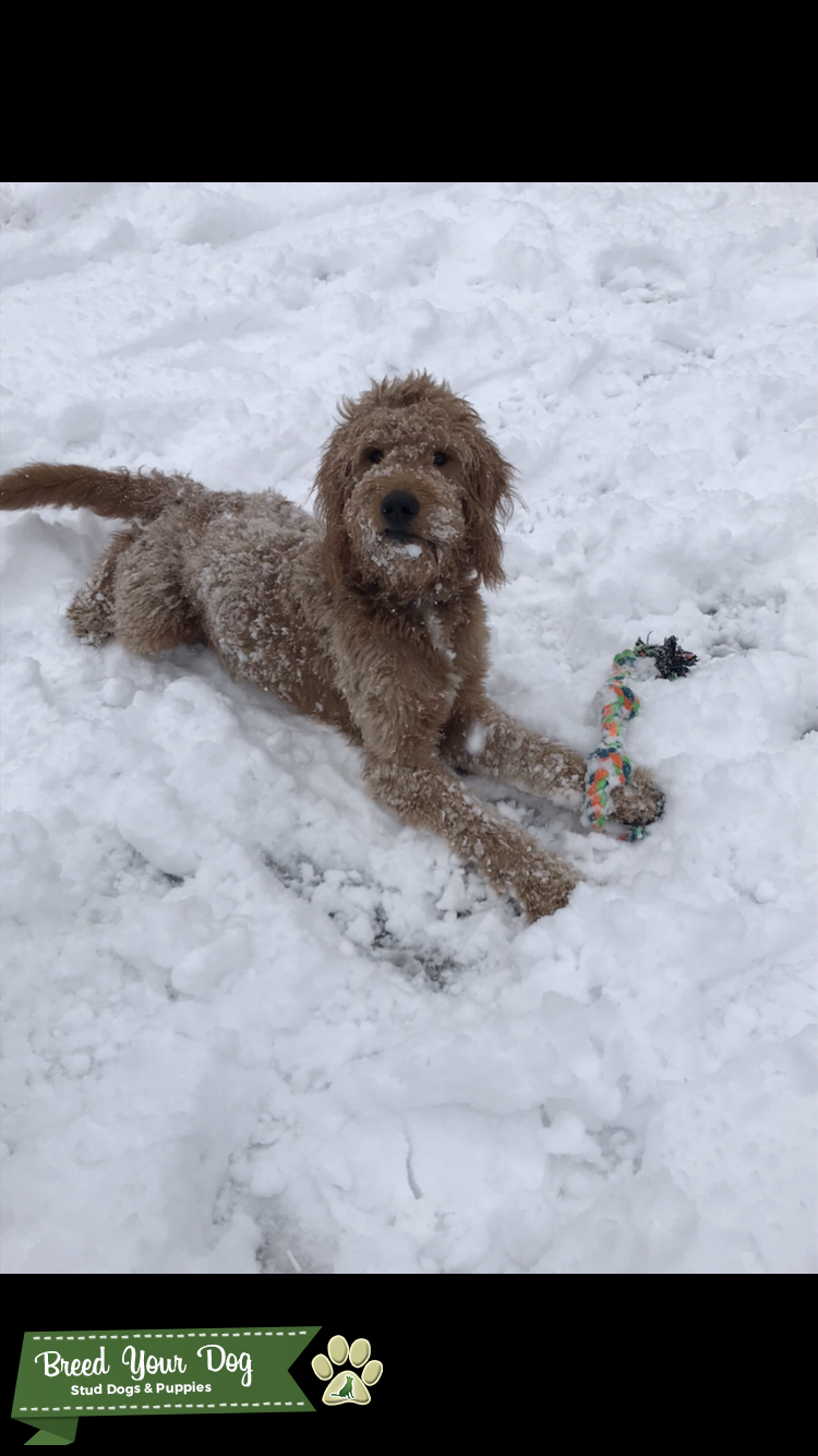 Stud Dog - F1 Goldendoodle - Breed Your Dog