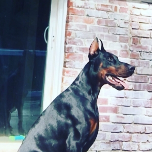 Pure European Doberman  Listing Image