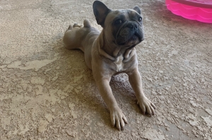 French Bulldog Stud Listing Image