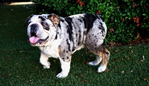 TRI  Mirel Exotic Rare Stud   Listing Image