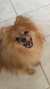 Premium Pomeranian Stud - Sable Colored - makes beautiful puppies  Listing Image