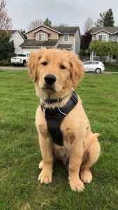 Golden retriever stud  Listing Image