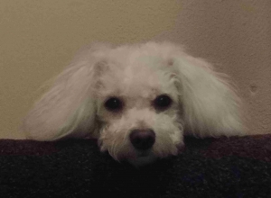 Bichon looking for a stud Listing Image