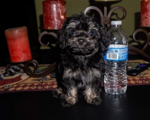 Male miniature poodle  Listing Image