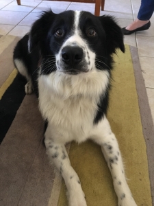Stud Dog Male Black And White Border Collie Breed Your Dog