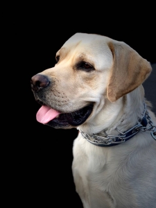 Yellow/White Pure bread Labrador retriever Listing Image