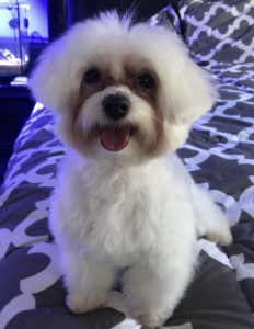 Samll maltese Listing Image