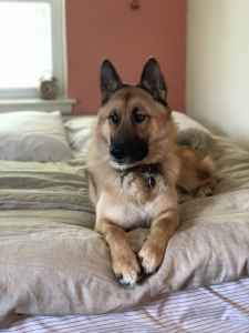 german shepherd and samoyed mix