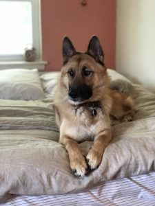 Siberian Husky / German Shepherd mix Listing Image