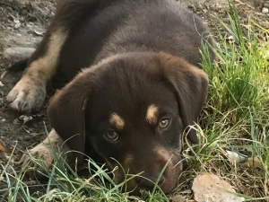  Chocolate Lab Listing Image