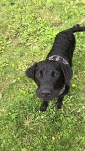 Black Lab AKC Bloodline Listing Image