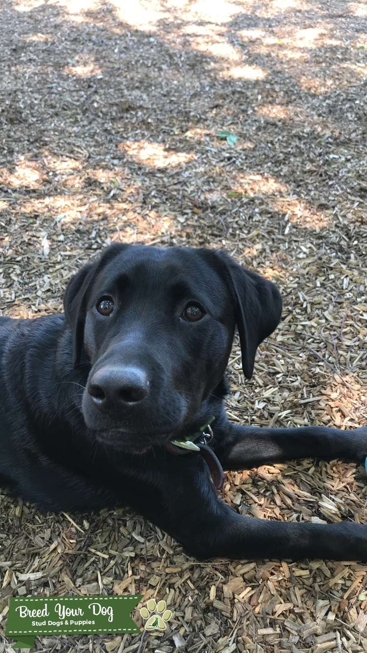 Black Lab AKC Bloodline Stud Dog in North Carolina , the United