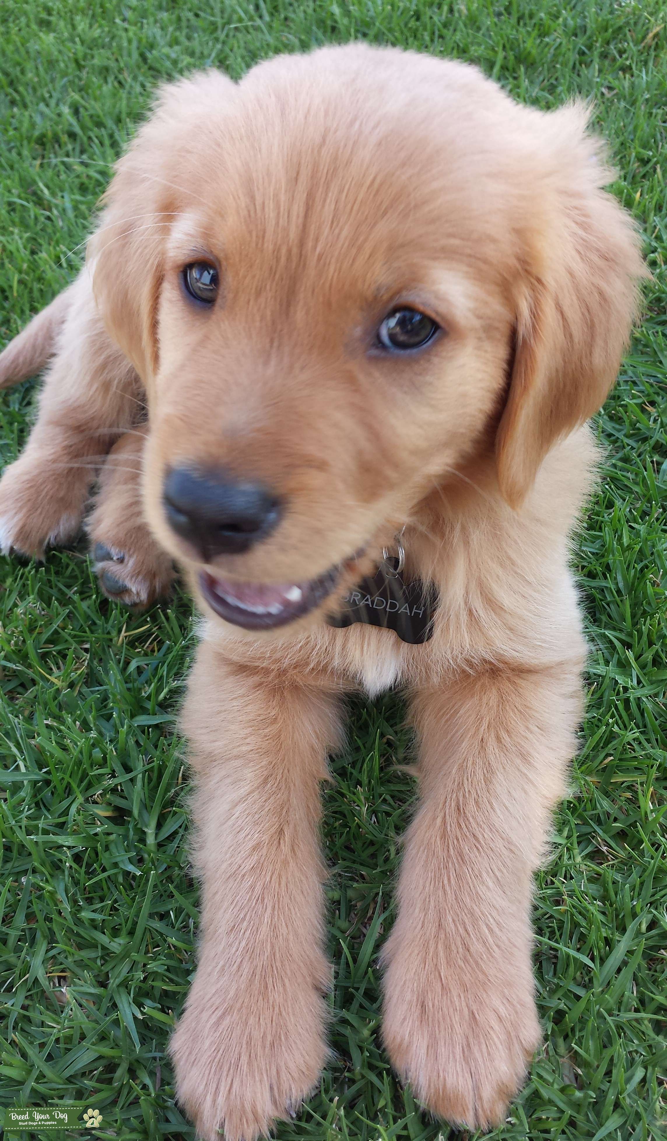 Beautiful Red Golden Retreiver Stud Dog in Woodland Hills, CA, the