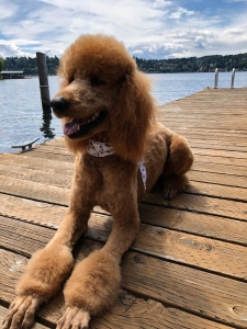 Handsome Stud Poodle Listing Image