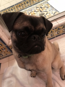 Male pug  Listing Image