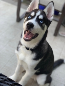 PureBred Siberian Husky Listing Image