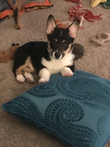 Purebred corgi stud 1yr old!  Listing Image