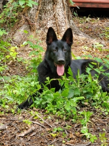Pure black German Shepherd Listing Image