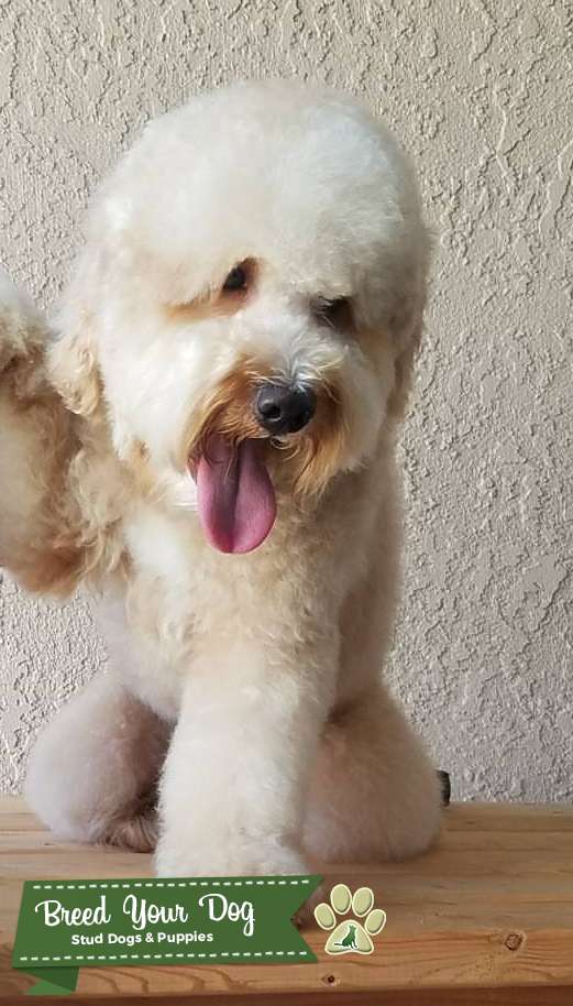 Stud Dog - F1 mini goldendoodle stud - Breed Your Dog