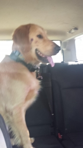 AKC Golden Retriever  Listing Image