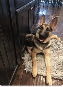Pure breed German Shephard with 2 championship blood lines  Listing Image