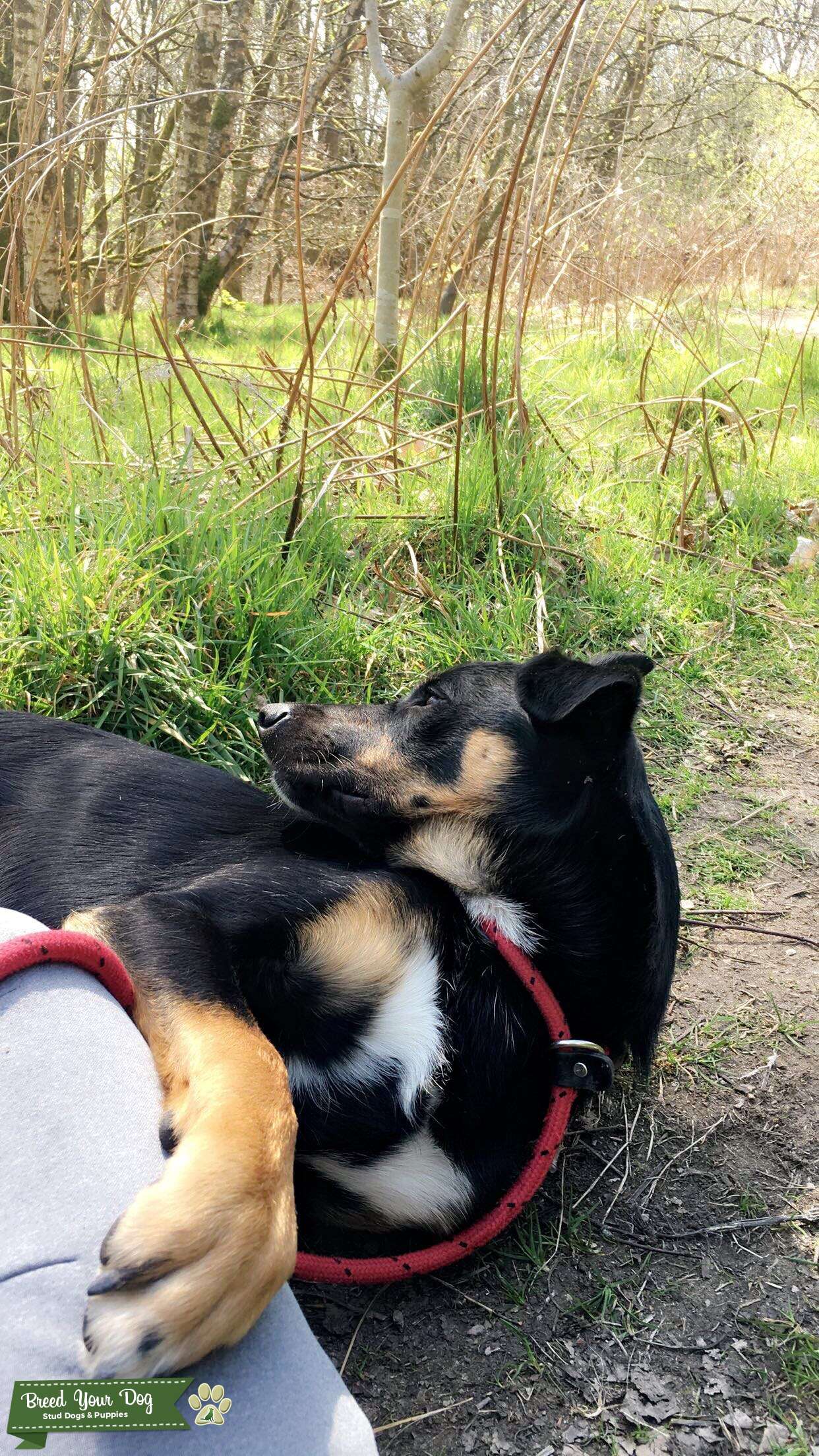 Puppies For Sale Australia Trading Post Puppies For Sale Australian Shepherd Mix / Australian