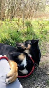 KC Registered Australian Kelpie Stud Listing Image