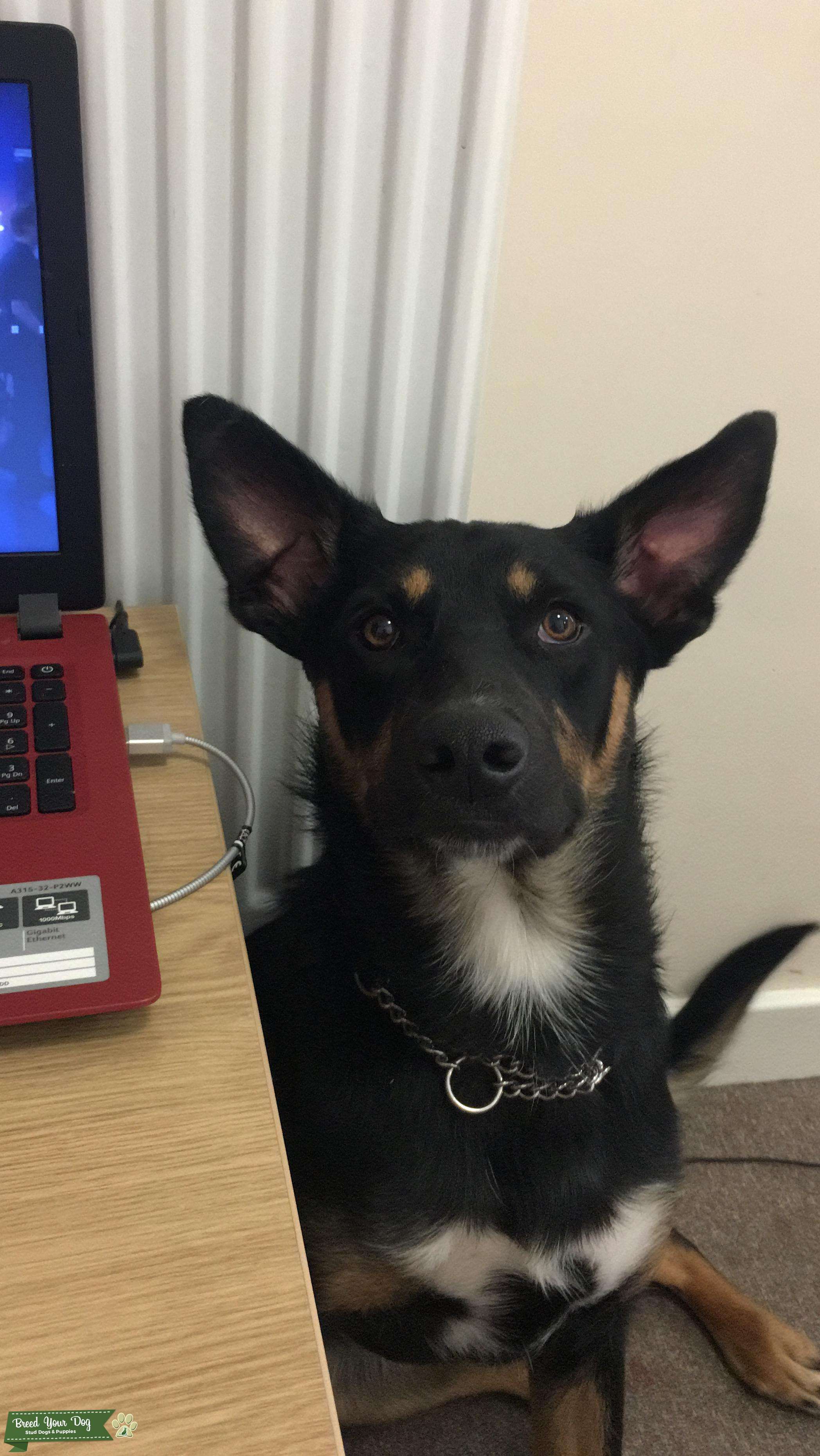 KC Registered Australian Kelpie Stud Stud Dog in South West, the