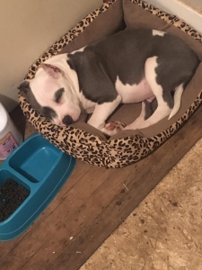 American bully  Listing Image