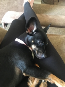 Female chihuahua/min pin Listing Image