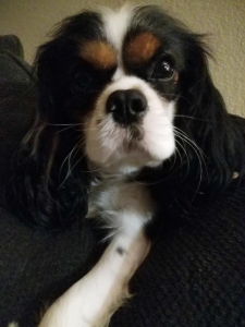 AKC Certified Cavailer King Charles Spaniel Listing Image