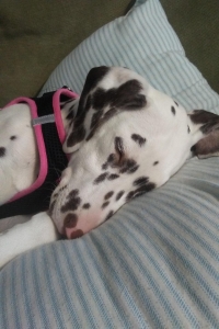 beautiful Dalmatian  Listing Image