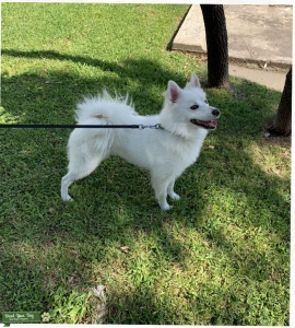 American Eskimo  miniature  Listing Image