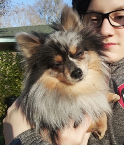 Pomeranian Listing Image